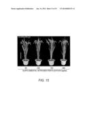 Novel Use of a Dense and Erect Panicle 1 Gene in Improving Nitrogen     Utilization Efficiency diagram and image