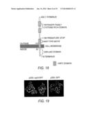 Novel Use of a Dense and Erect Panicle 1 Gene in Improving Nitrogen     Utilization Efficiency diagram and image