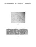 BONE MARROW DERIVED CD271 PRECURSOR CELLS FOR CARDIAC REPAIR diagram and image