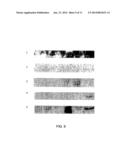 USE OF BETA-1,3 (4)-ENDOGLUCANOHYDROLASE, BETA-1,3 (4)-GLUCAN,     DIATOMACEOUS EARTH, MINERAL CLAY AND GLUCOMANNAN TO AUGMENT IMMUNE     FUNCTION diagram and image