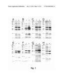 Vaccine Against Pasteurellaceae diagram and image