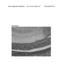 REGENERATION OF AMELOBLAST CELLS AND DENTAL ENAMEL IN VIVO diagram and image