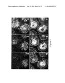 APPARATUS AND METHODS FOR MULTIPHOTON MICROSCOPY diagram and image