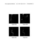 APPARATUS AND METHODS FOR MULTIPHOTON MICROSCOPY diagram and image