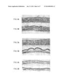 METHOD FOR PRODUCING ARTIFICIAL SKIN MODEL, AND ARTIFICIAL SKIN MODEL diagram and image