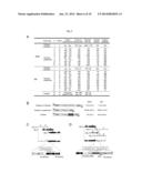 NOVEL PRIMERS FOR DETECTING HUMAN CHROMOSOME END-TO-END TELEMORE FUSION diagram and image