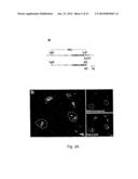 Mammalian Sweet and Amino Acid Heterodimeric Taste Receptors Comprising     T1R3 and T1R1 diagram and image