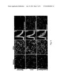 Mammalian Sweet and Amino Acid Heterodimeric Taste Receptors Comprising     T1R3 and T1R1 diagram and image