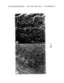 Mammalian Sweet and Amino Acid Heterodimeric Taste Receptors Comprising     T1R3 and T1R1 diagram and image