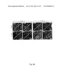 Mammalian Sweet and Amino Acid Heterodimeric Taste Receptors Comprising     T1R3 and T1R1 diagram and image