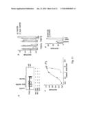 Mammalian Sweet and Amino Acid Heterodimeric Taste Receptors Comprising     T1R3 and T1R1 diagram and image