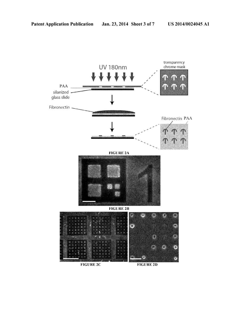 USE OF MICROPATTERNED SOFT SUBSTRATE FOR MEASURING OF CELL TRACTION FORCES - diagram, schematic, and image 04