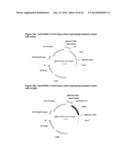 ANTIBODIES WHICH DETECT PIVKAII AND METHODS OF USE THEREOF diagram and image