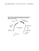 ANTIBODIES WHICH DETECT PIVKAII AND METHODS OF USE THEREOF diagram and image