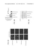 METHODS AND COMPOUNDS FOR INCREASING SENSITIVITY OF BOTULINUM ASSAYS diagram and image