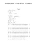 YEAST MUTANT OF KLUYVEROMYCES AND METHOD FOR ETHANOL PRODUCTION USING THE     SAME diagram and image