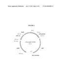 EXPRESSION OF CATALASE IN TRICHODERMA diagram and image