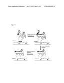 Modified Relaxin Polypeptides diagram and image