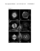 USE OF GLU-TUBULIN AS A BIOMARKER OF DRUG RESPONSE TO     FURAZANOBENZIMIDAZOLES diagram and image