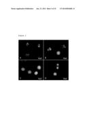 USE OF GLU-TUBULIN AS A BIOMARKER OF DRUG RESPONSE TO     FURAZANOBENZIMIDAZOLES diagram and image