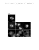 USE OF GLU-TUBULIN AS A BIOMARKER OF DRUG RESPONSE TO     FURAZANOBENZIMIDAZOLES diagram and image