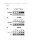 USE OF GLU-TUBULIN AS A BIOMARKER OF DRUG RESPONSE TO     FURAZANOBENZIMIDAZOLES diagram and image