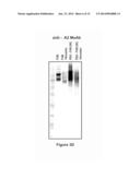 FACTOR VIII POLYMER CONJUGATES diagram and image