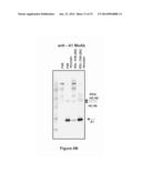 FACTOR VIII POLYMER CONJUGATES diagram and image