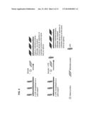 BINDING OF PATHOLOGICAL FORMS OF PROTEINS USING CONJUGATED     POLYELECTROLYTES diagram and image