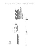 BINDING OF PATHOLOGICAL FORMS OF PROTEINS USING CONJUGATED     POLYELECTROLYTES diagram and image