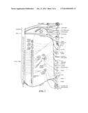 THERAPEUTIC RENAL NEUROMODULATION FOR TREATING DYSPNEA  AND ASSOCIATED     SYSTEMS AND METHODS diagram and image