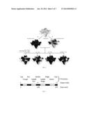 DIFFERENTIAL GEOMETRIC METRICS CHARACTERIZING OPTICAL COHERENCE TOMOGRAPHY     DATA diagram and image