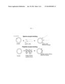 ZONA PELLUCIDA BINDING PEPTIDES, EXPRESSION VECTORS, COMPOSITIONS, AND     METHODS FOR SPECIES-SPECIFIC IMMUNOCONTRACEPTION OF ANIMALS diagram and image