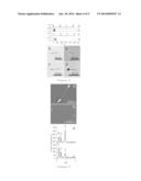 DISSYMMETRIC PARTICLES (JANUS PARTICLES), AND METHOD FOR SYNTHESIZING SAME     BY MEANS OF BIPOLAR ELECTROCHEMISTRY diagram and image