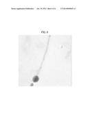 TONER FOR ELECTROSTATIC LATENT IMAGE DEVELOPMENT diagram and image