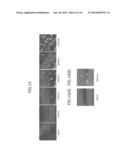 SMALL RNA-DEPENDENT TRANSLATIONAL REGULATORY SYSTEM IN CELL OR ARTIFICIAL     CELL MODEL diagram and image