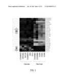 METHOD OF USING BOTH MIR-196A AND MIR-196B AS BIOMARKERS FOR DETECTING     ORAL CANCER diagram and image