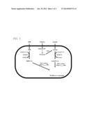 MUTANT OF PROPIONYL-COA TRANSFERASE FROM CLOSTRIDIUM PROPIONICUM AND     PREPARING METHOD FOR PLA OR PLA COPOLYMER USING THE SAME diagram and image