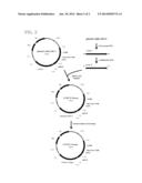 MUTANT OF PROPIONYL-COA TRANSFERASE FROM CLOSTRIDIUM PROPIONICUM AND     PREPARING METHOD FOR PLA OR PLA COPOLYMER USING THE SAME diagram and image