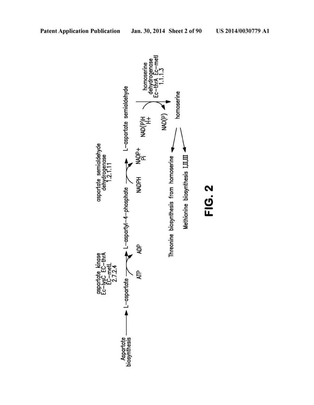 MICROORGANISMS AND METHODS FOR PRODUCTION OF 4-HYDROXYBUTYRATE,     1,4-BUTANEDIOL AND RELATED COMPOUNDS - diagram, schematic, and image 03