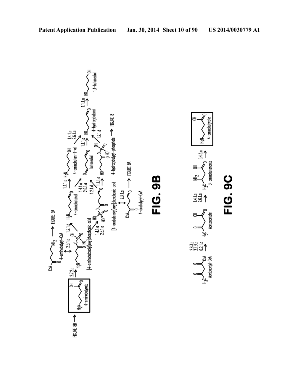 MICROORGANISMS AND METHODS FOR PRODUCTION OF 4-HYDROXYBUTYRATE,     1,4-BUTANEDIOL AND RELATED COMPOUNDS - diagram, schematic, and image 11