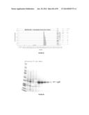 MICROORGANISMS AND METHODS FOR PRODUCTION OF 4-HYDROXYBUTYRATE,     1,4-BUTANEDIOL AND RELATED COMPOUNDS diagram and image