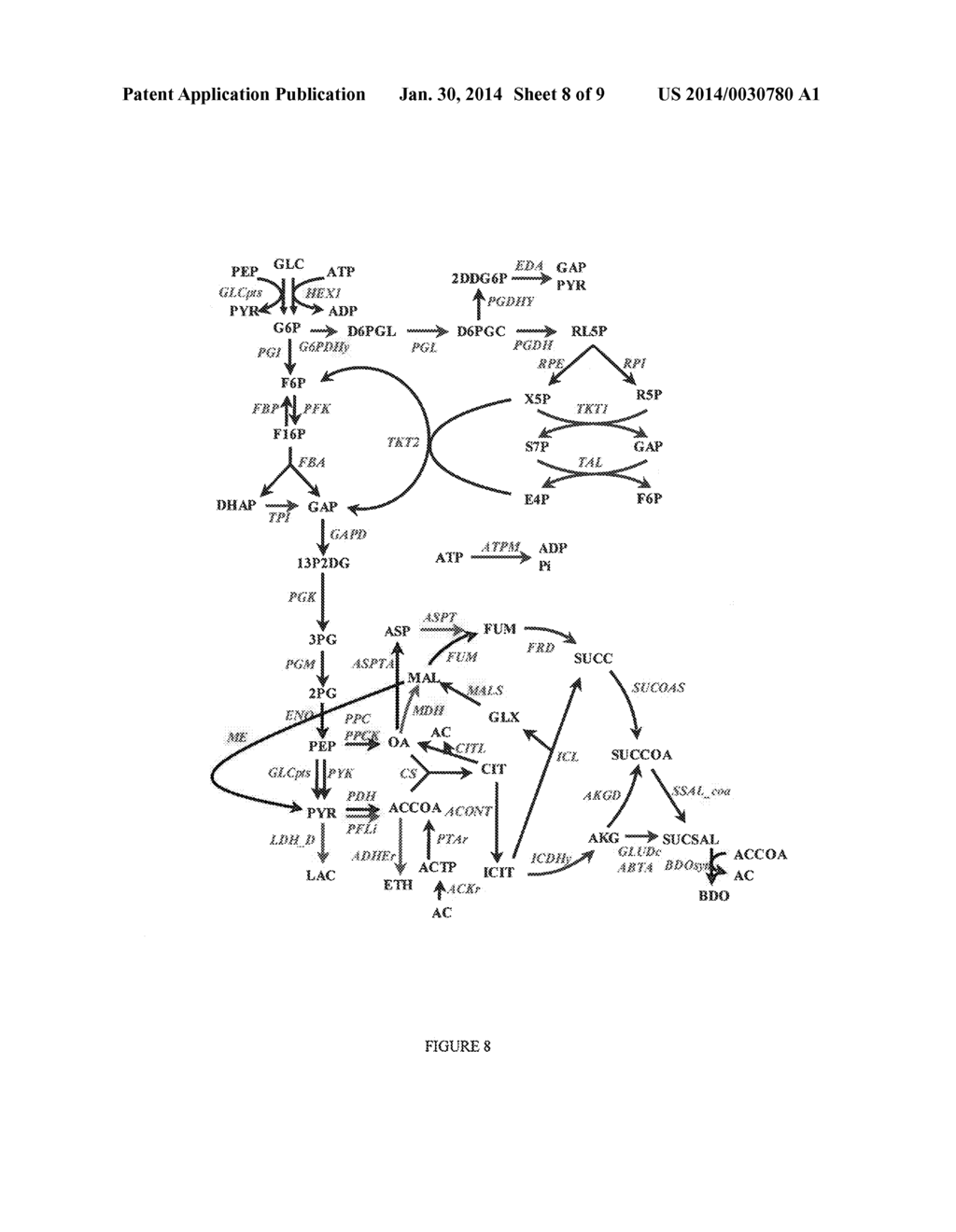 METHODS AND ORGANISMS FOR THE GROWTH-COUPLED PRODUCTION OF 1,4-BUTANEDIOL - diagram, schematic, and image 09