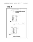 METHOD FOR IMMOBILIZING AN ANTIBODY ON A SELF-ASSEMBLED MONOLAYER diagram and image