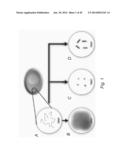 MULTIPLEX DETECTION OF MOLECULAR SPECIES IN CELLS BY SUPER-RESOLUTION     IMAGING AND COMBINATORIAL LABELING diagram and image