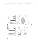 MULTIPLEX DETECTION OF MOLECULAR SPECIES IN CELLS BY SUPER-RESOLUTION     IMAGING AND COMBINATORIAL LABELING diagram and image