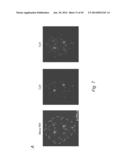 MULTIPLEX DETECTION OF MOLECULAR SPECIES IN CELLS BY SUPER-RESOLUTION     IMAGING AND COMBINATORIAL LABELING diagram and image