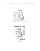 Biomarkers of Cancer diagram and image