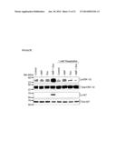 METHODS OF DETECTING THERAPEUTIC EXOSOMES diagram and image