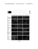 Molecular Diagnostic Test for Cancer diagram and image